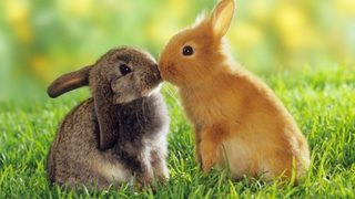 Illustration for article titled Cute animals post